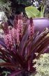 Eucomis 'Sparkling Burgundy'